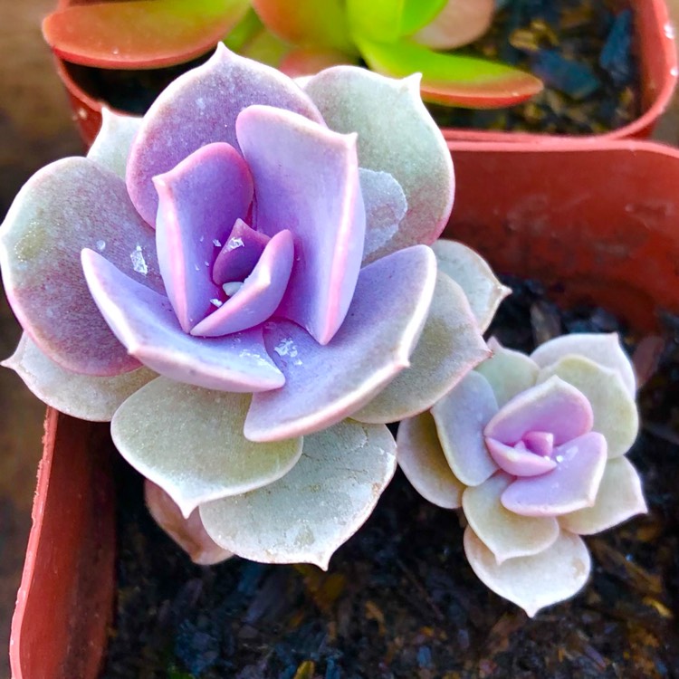 plant image 1457460 plant image 1457460