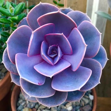 Echeveria Perle Von Nurnberg