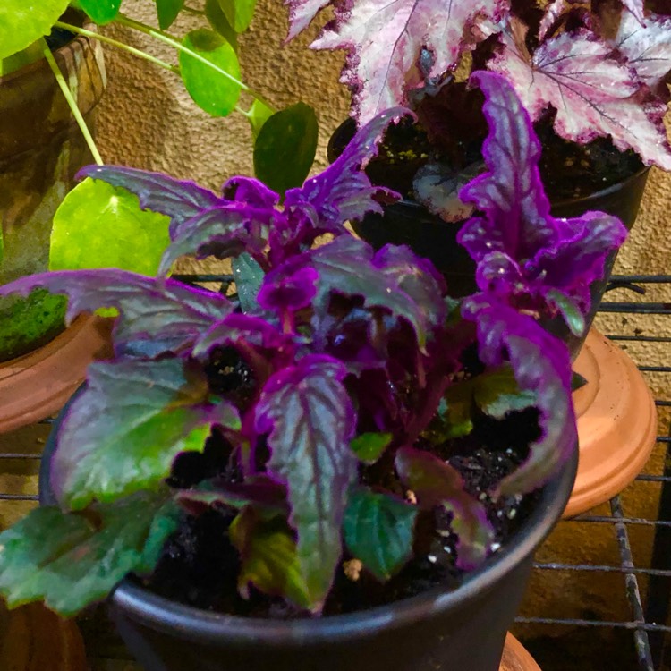 plant image 1457533 plant image 1457533