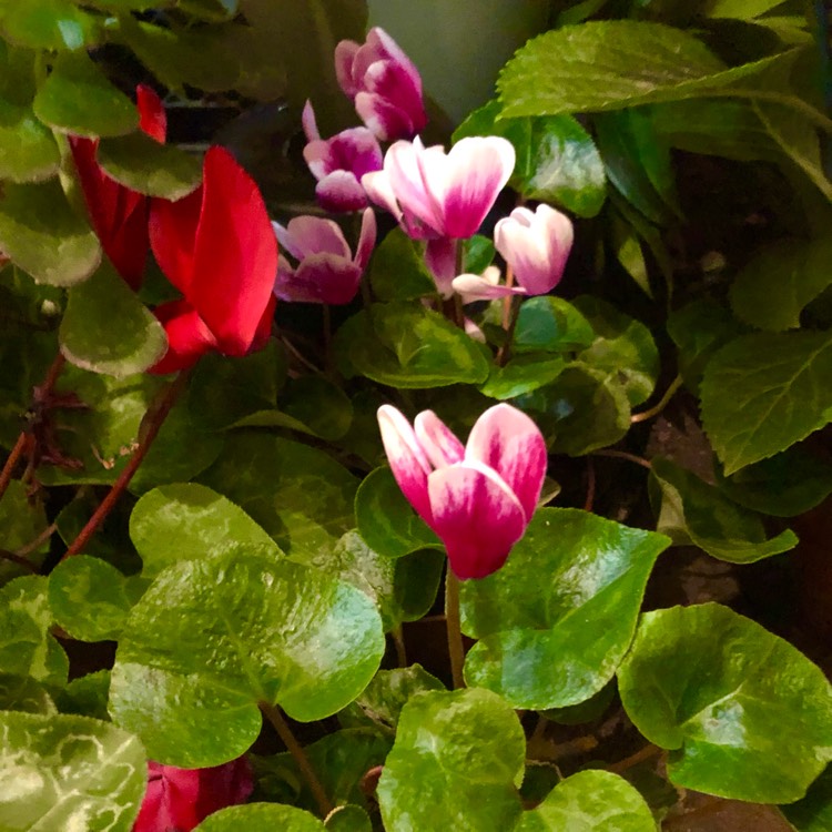 plant image 1457538