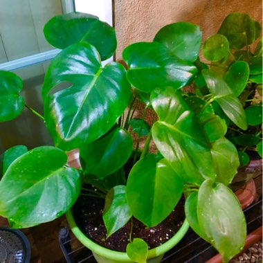 Monstera deliciosa