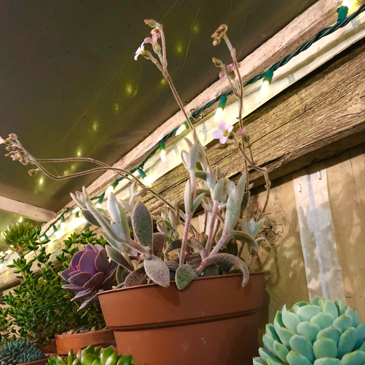 plant image 1457556