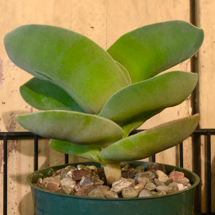plant image 1457559