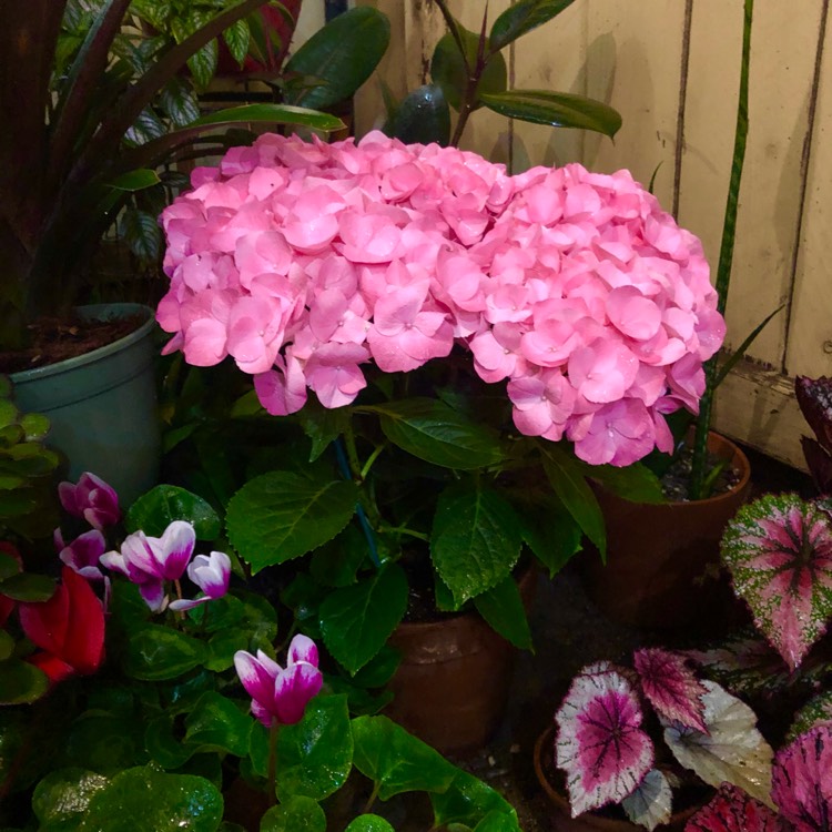 plant image 1457945