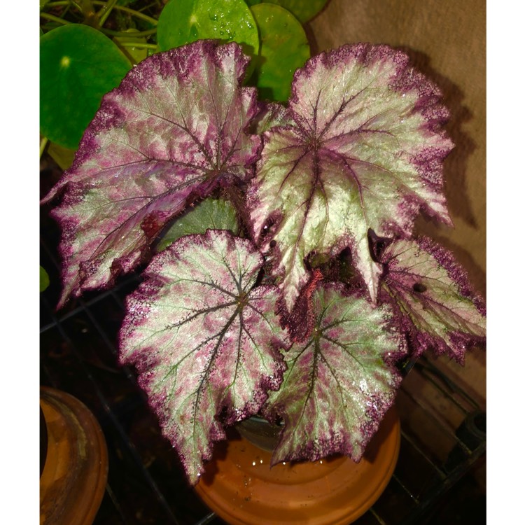 plant image 1457967 plant image 1457967