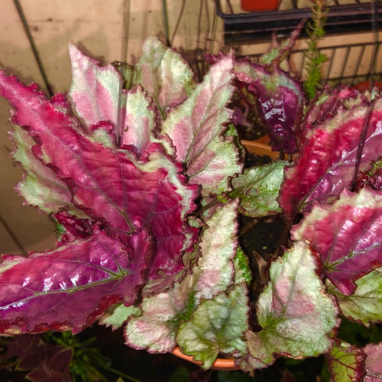 plant image 1457973