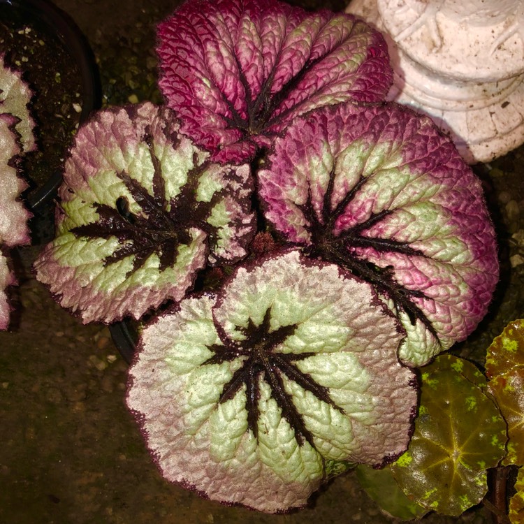 plant image 1457988
