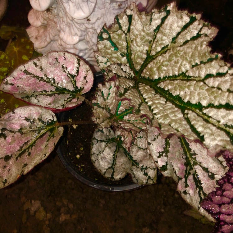 plant image 1458000 plant image 1458000