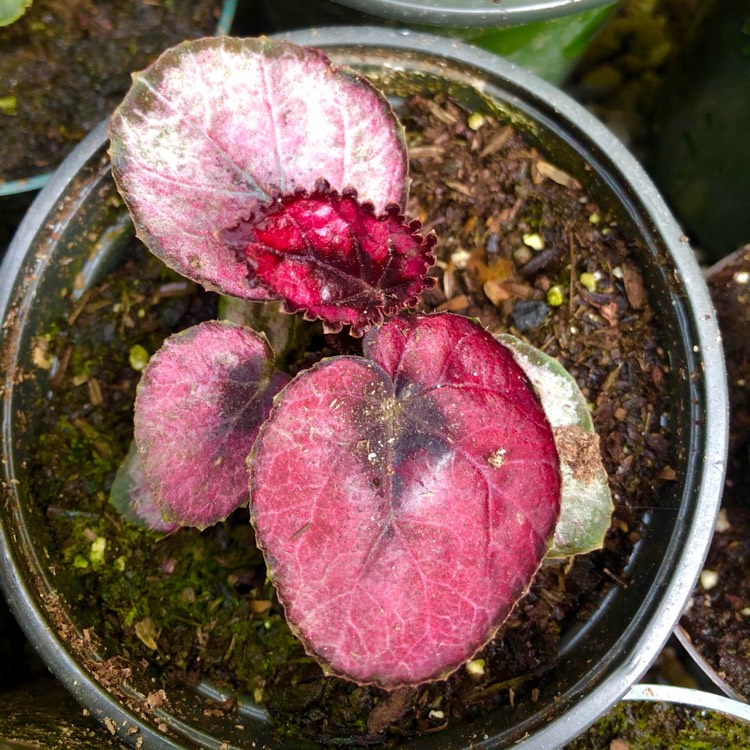Plant image Begonia (Rex Cultorum Group) 'Ruby Slippers' syn. Begonia rex 'Ruby Slippers'