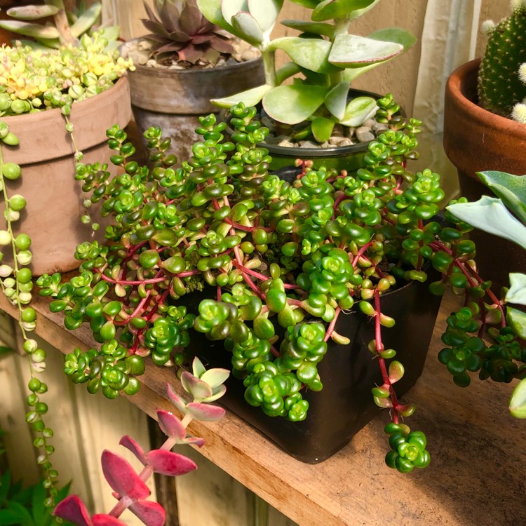 plant image 1459263 plant image 1459263