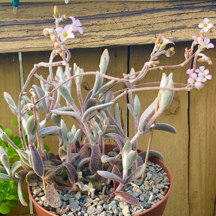 plant image 1460660