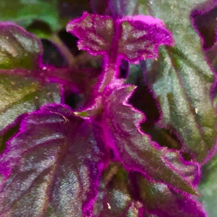 plant image 1461094 plant image 1461094