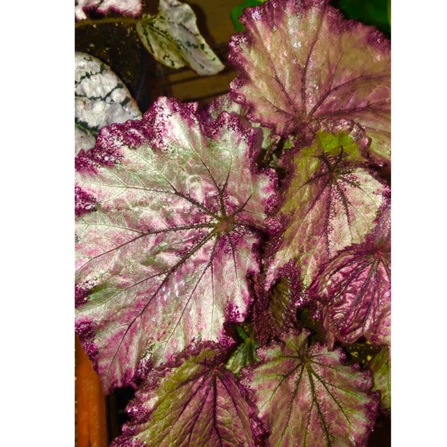 plant image 1464088 plant image 1464088
