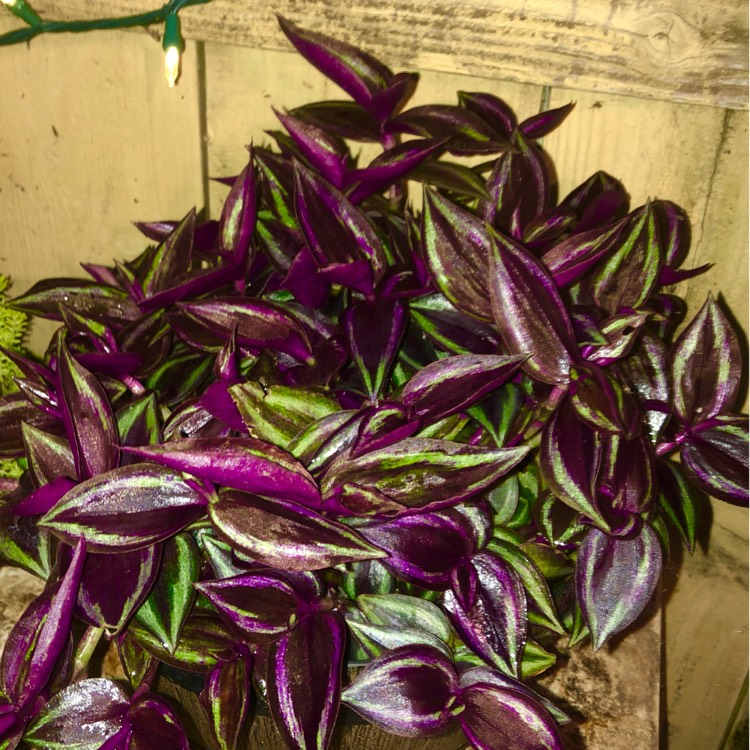 plant image 1466793 plant image 1466793