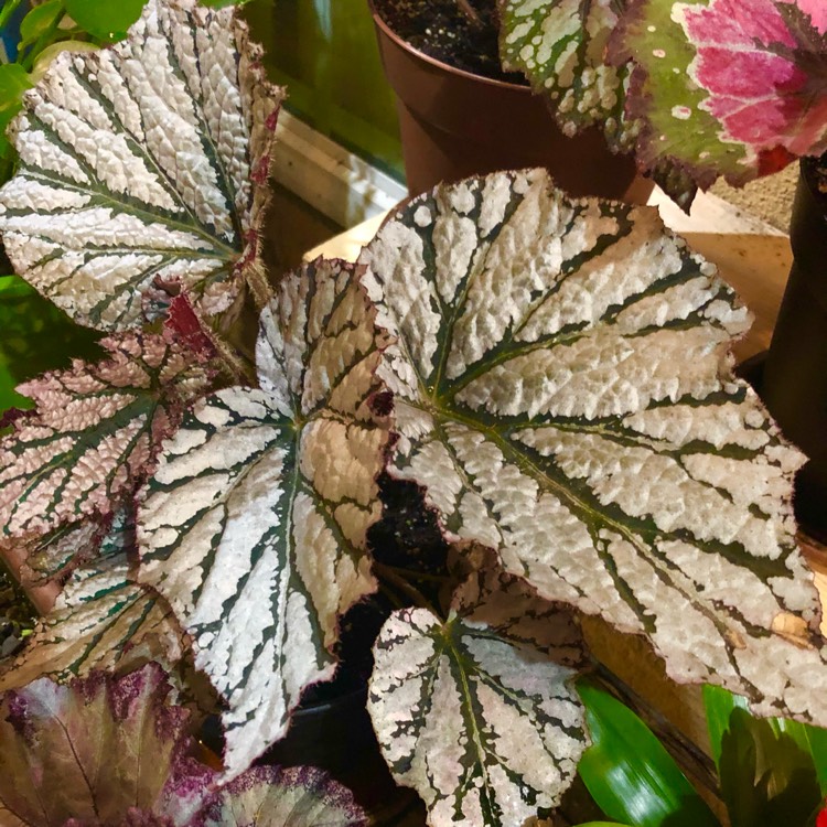 plant image 1468335 plant image 1468335