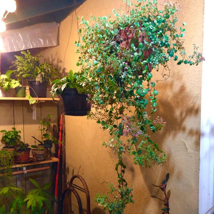 plant image 1469441
