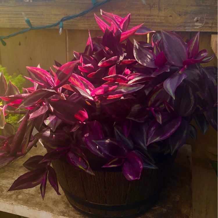 Plant image Tradescantia  'Houseplants'
