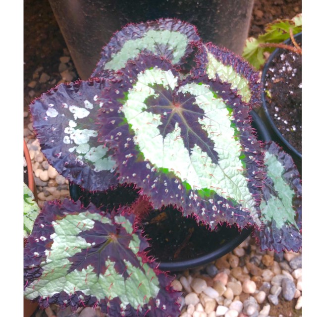 plant image 1471214 plant image 1471214
