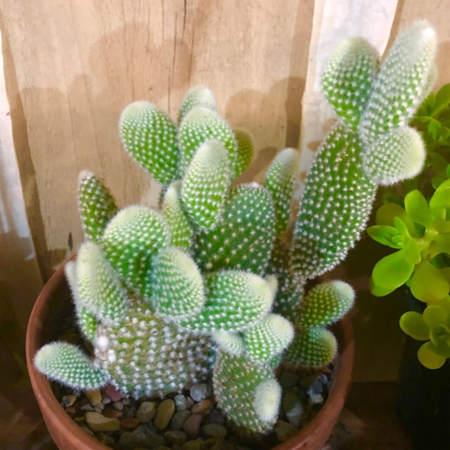 plant image 1472317 plant image 1472317
