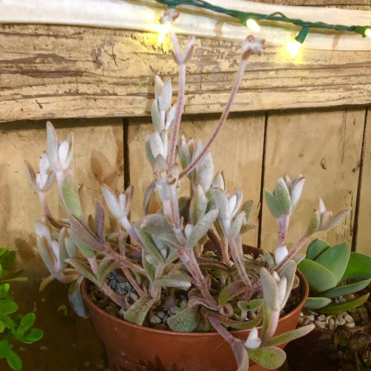 plant image 1472325