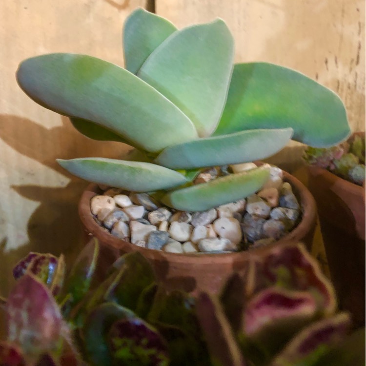 plant image 1472341