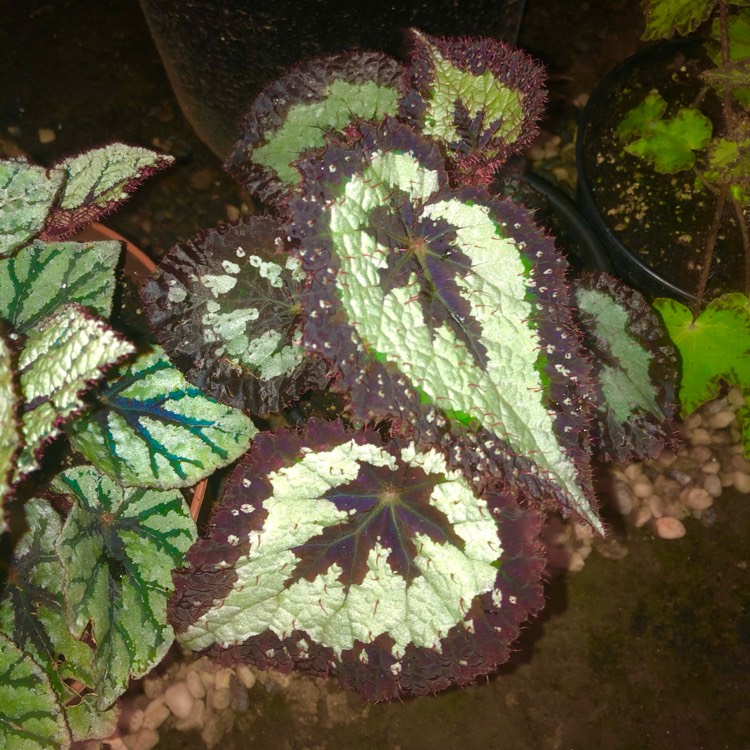 plant image 1472845 plant image 1472845