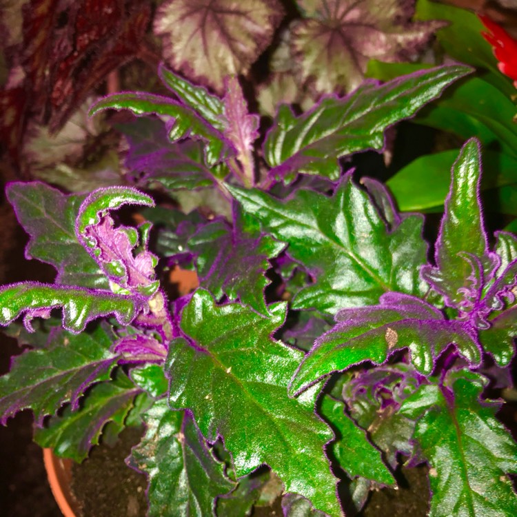 plant image 1472849 plant image 1472849