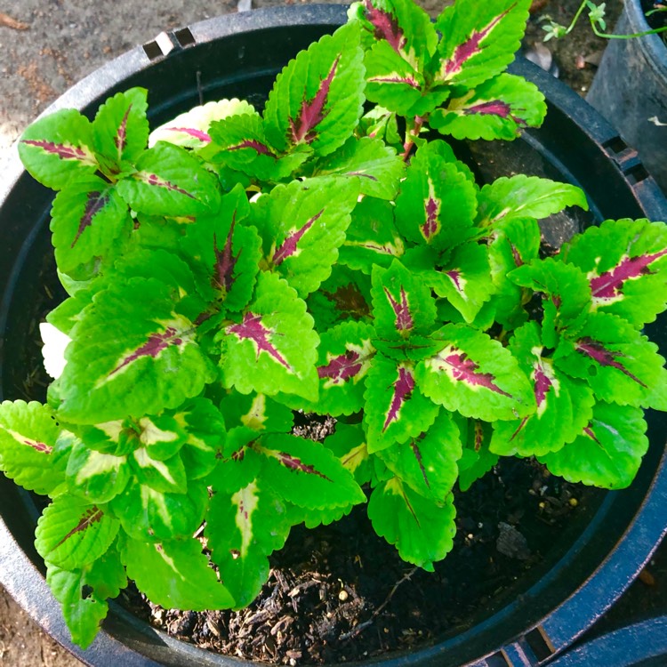 plant image 1473463 plant image 1473463