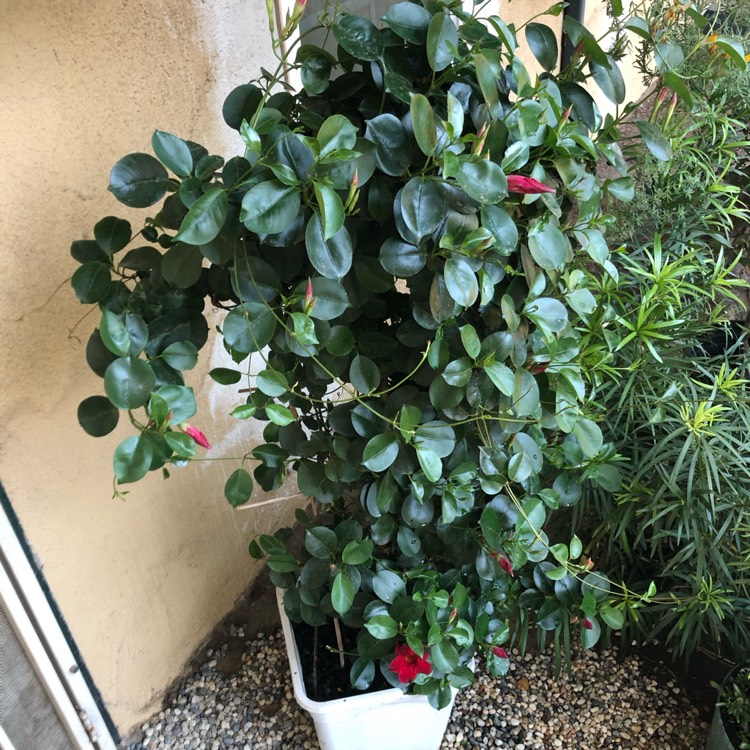 plant image 1474894 plant image 1474894