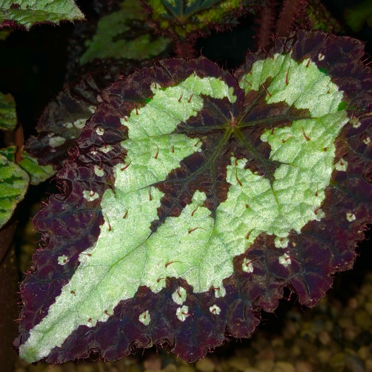 plant image 1475295 plant image 1475295