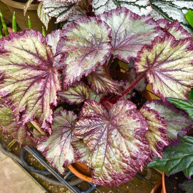 plant image 1475956 plant image 1475956