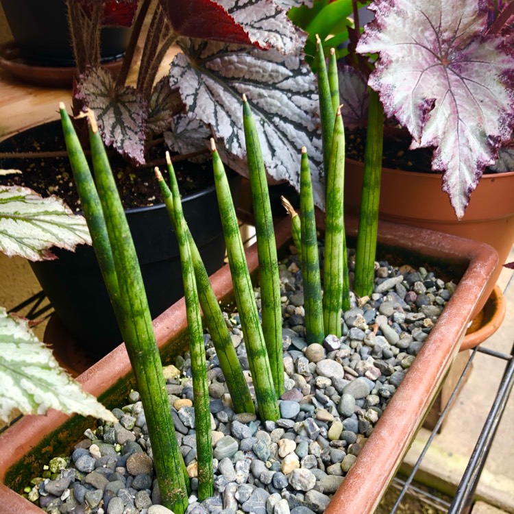 plant image 1475961