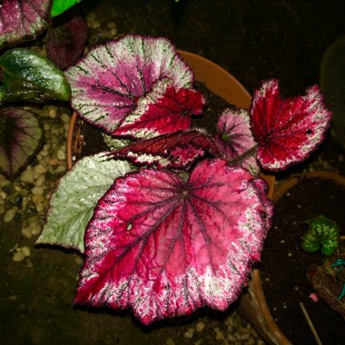 Begonia 'Stardust'
