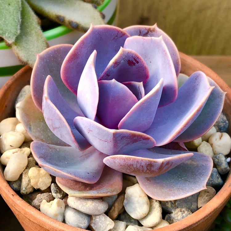 plant image 1477643 plant image 1477643