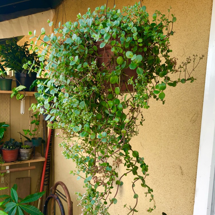 plant image 1478063
