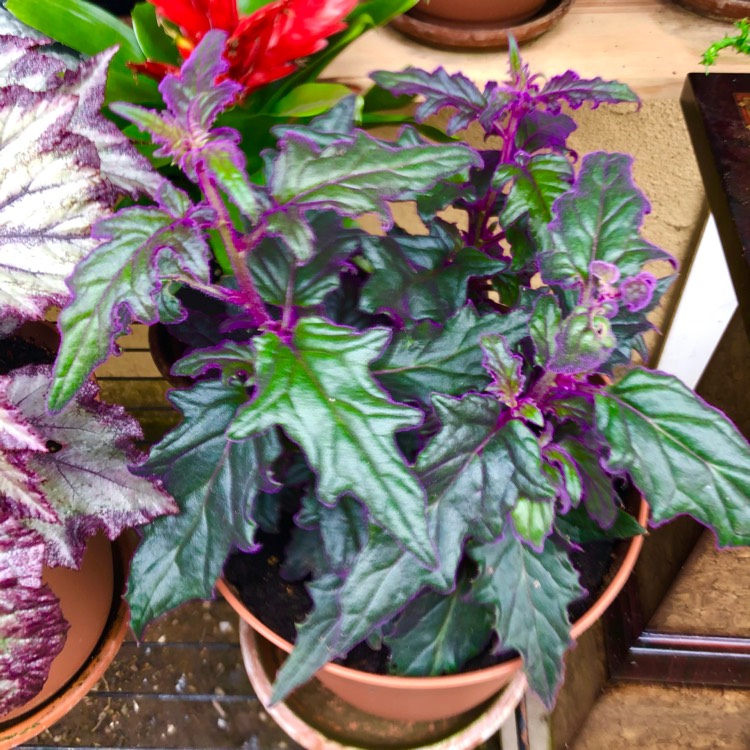 plant image 1478153 plant image 1478153