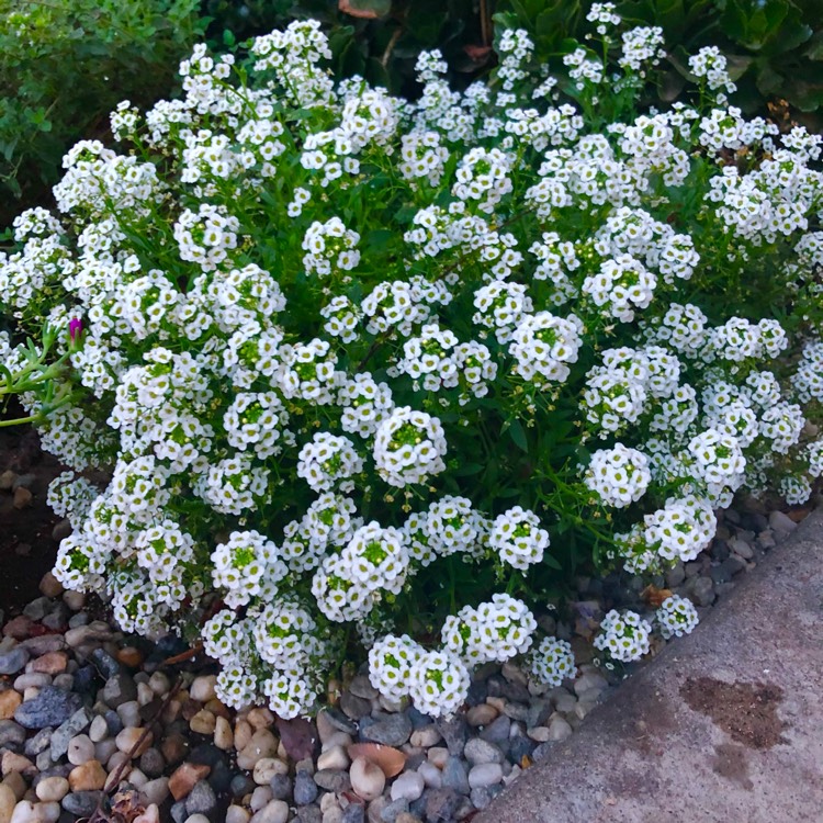 plant image 1479559