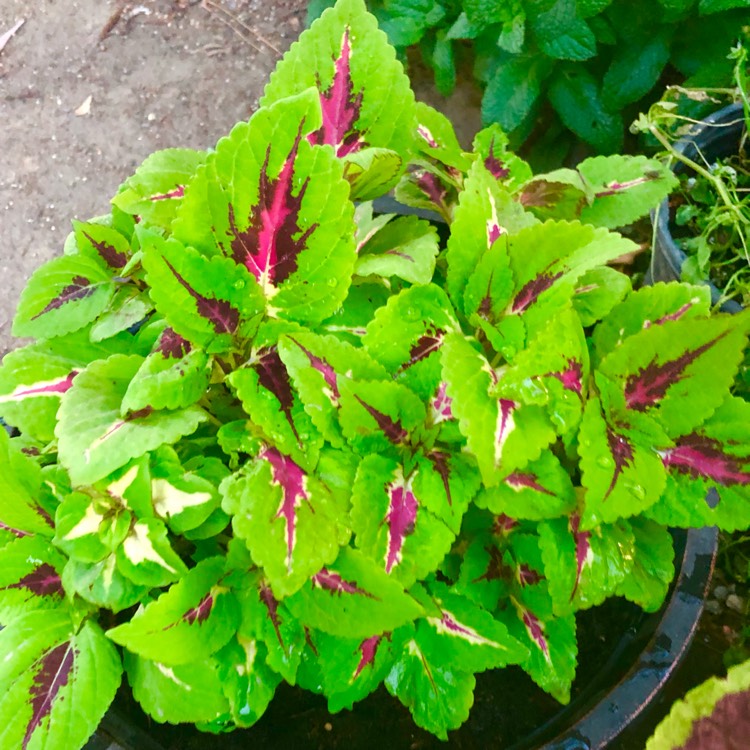 plant image 1479560 plant image 1479560