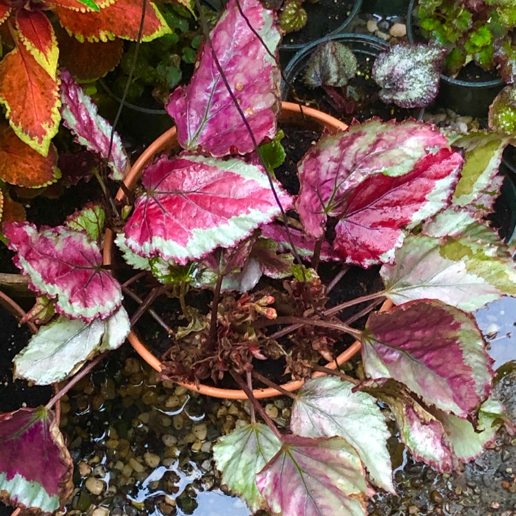plant image 1479572