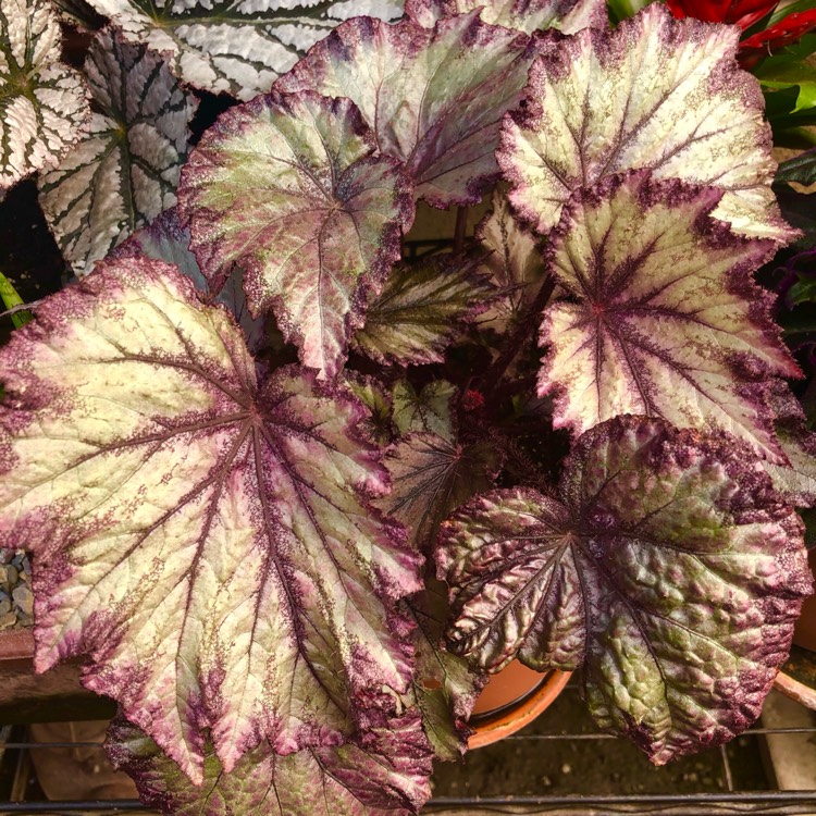 plant image 1480513 plant image 1480513