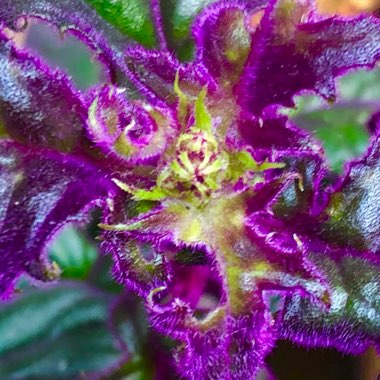 Gynura Aurantiaca 'Purple Passion'