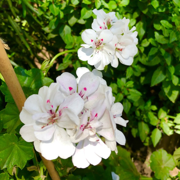 plant image 1483538 plant image 1483538