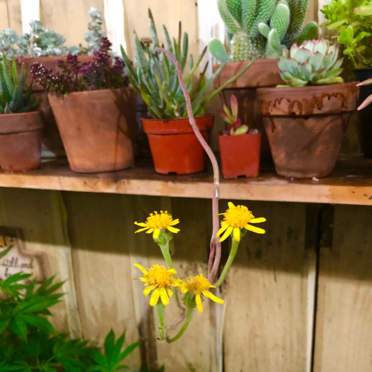 plant image 1484759 plant image 1484759