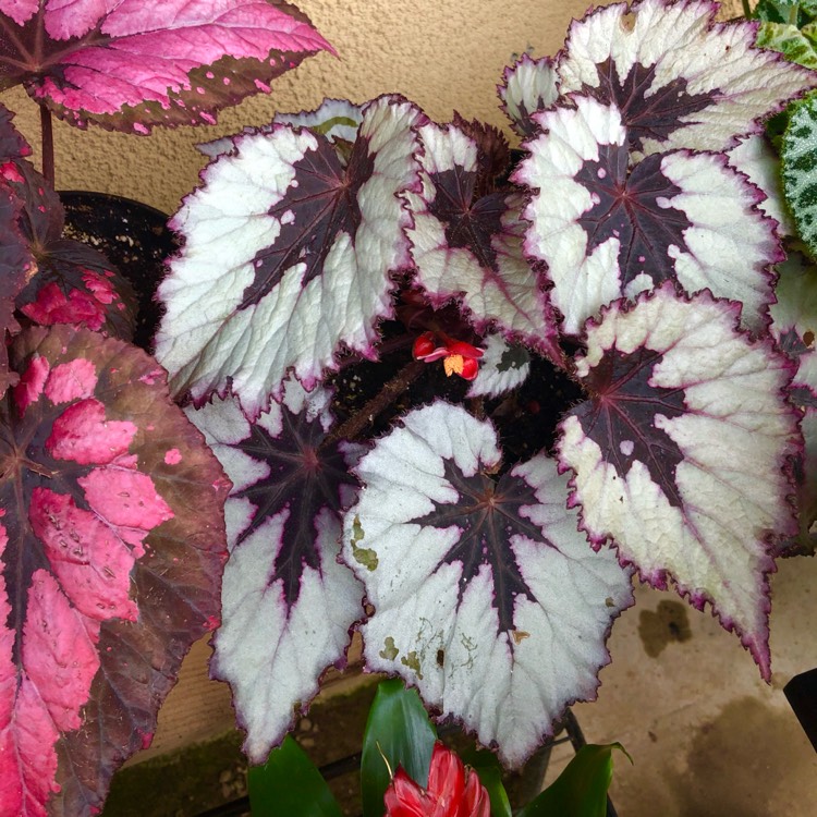 plant image 1487358 plant image 1487358