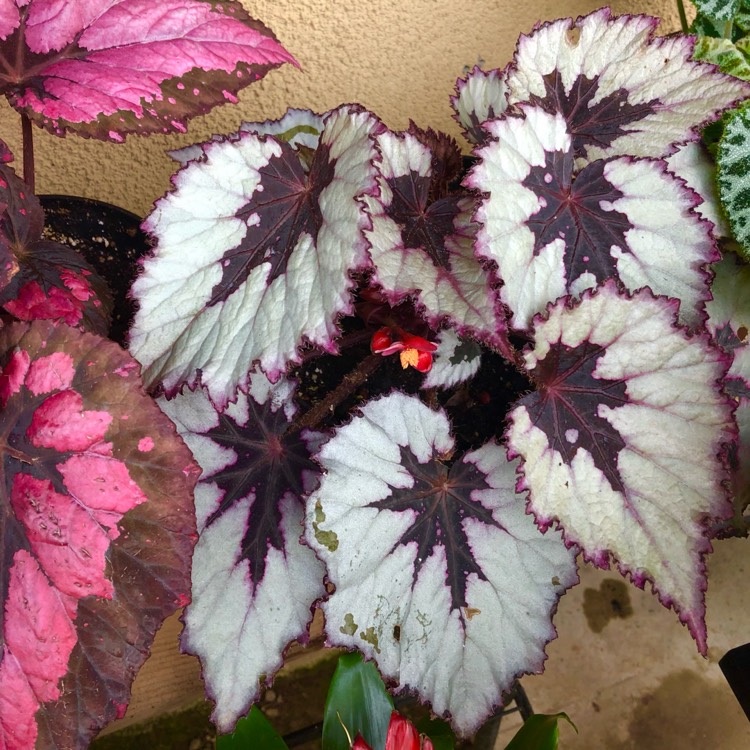 plant image 1489150 plant image 1489150