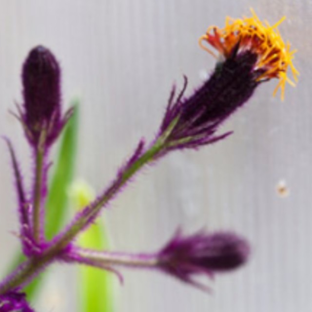 plant image 1490599 plant image 1490599