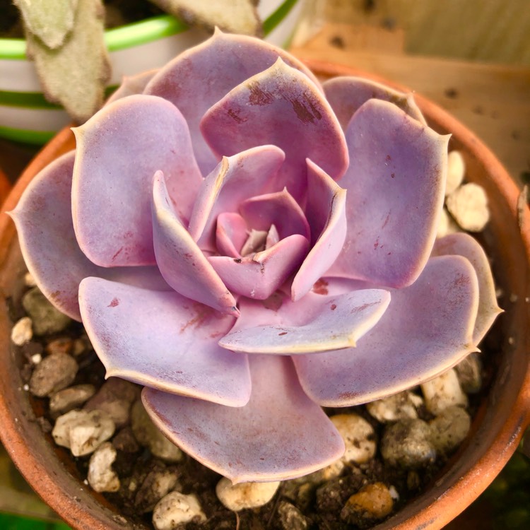 plant image 1495284 plant image 1495284