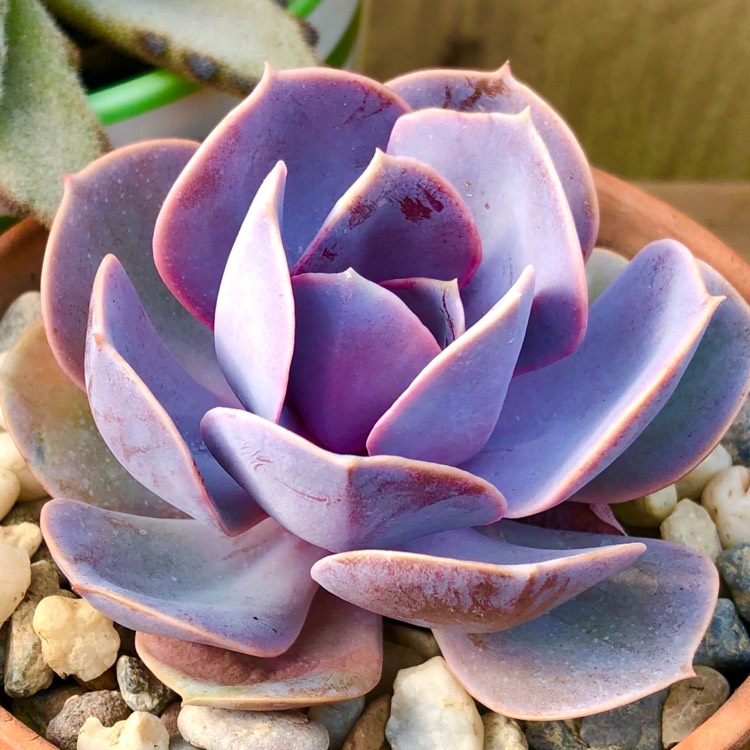 plant image 1498551 plant image 1498551
