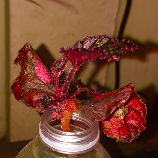 plant image 1498576 plant image 1498576