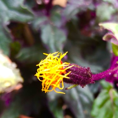 Gynura Aurantiaca 'Purple Passion'